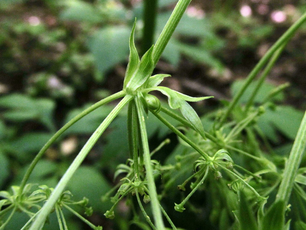 Изображение особи Pleurospermum austriacum.