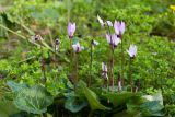 Cyclamen persicum. Цветущие растения. Израиль, г. Бат-Ям. 20.02.2018.