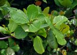 Terminalia catappa