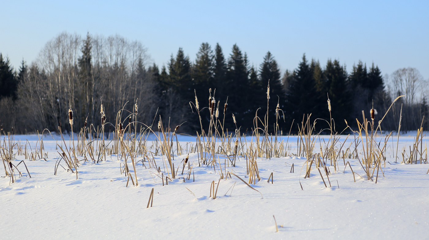 Изображение особи Typha latifolia.