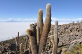 Trichocereus atacamensis. Взрослые растения на горном склоне. Боливия, солар Уюни, остров Пескадо, вулканический грунт. 17 марта 2014 г.