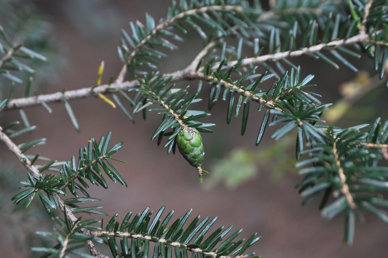 Изображение особи Tsuga chinensis.