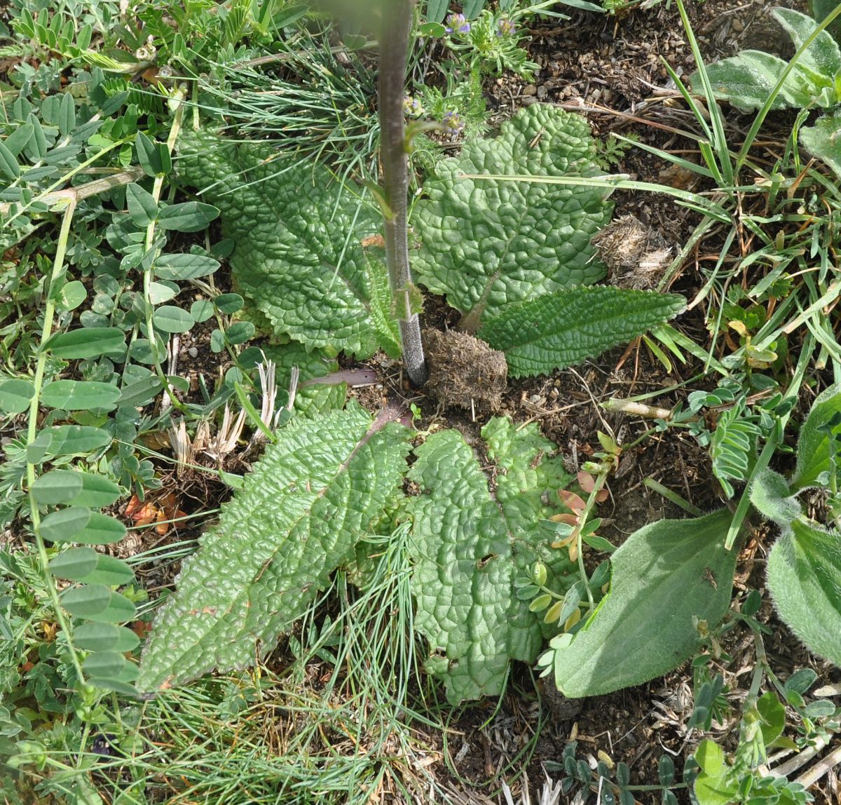 Image of Verbascum phoeniceum specimen.