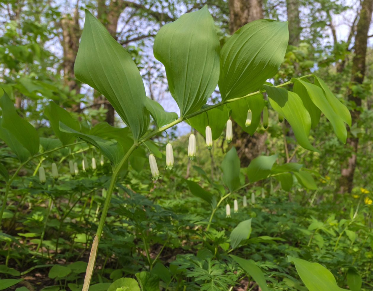 Image of Polygonatum glaberrimum specimen.