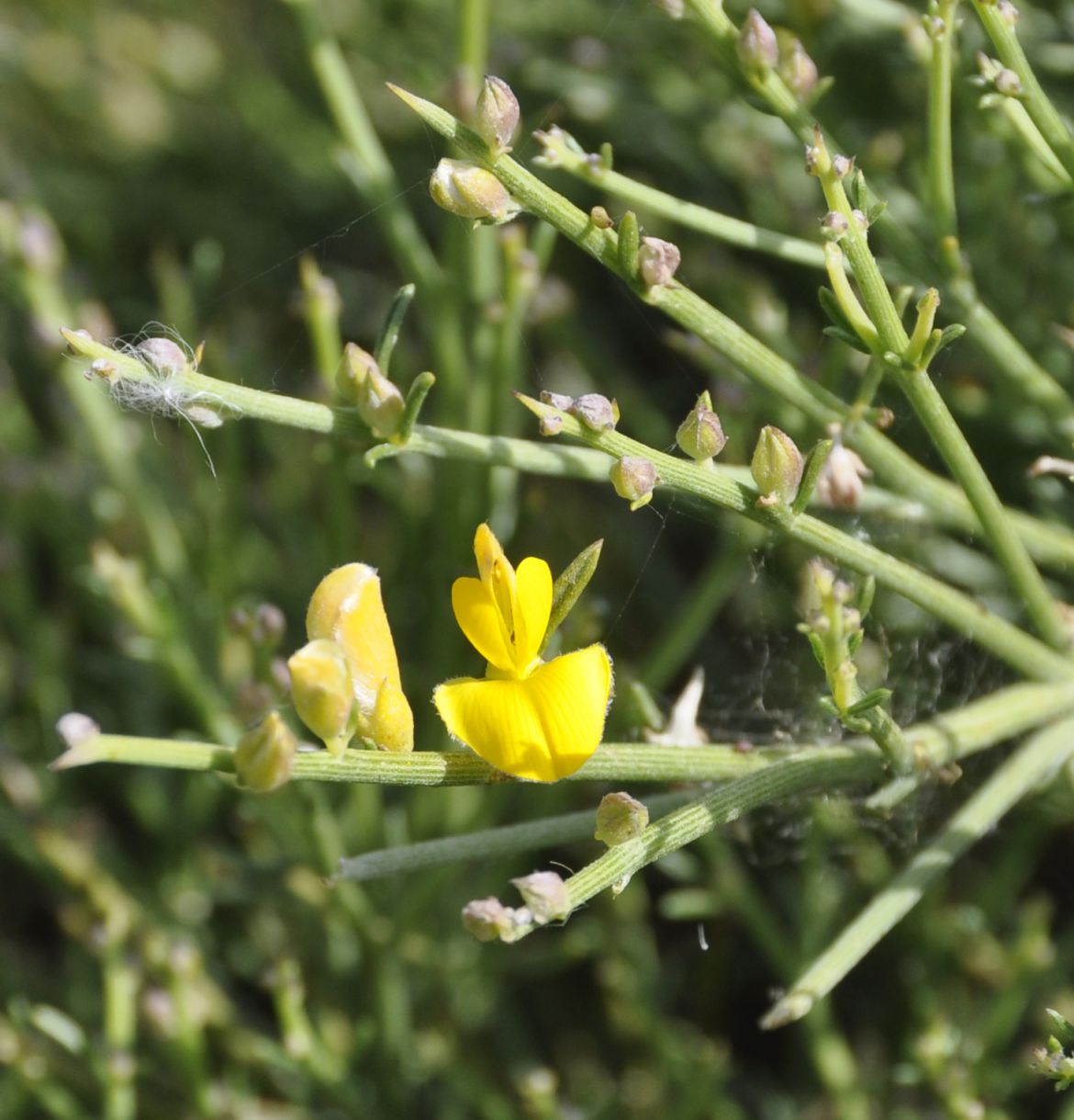 Image of Genista acanthoclada specimen.