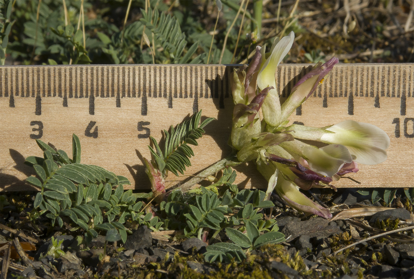 Изображение особи Astragalus resupinatus.