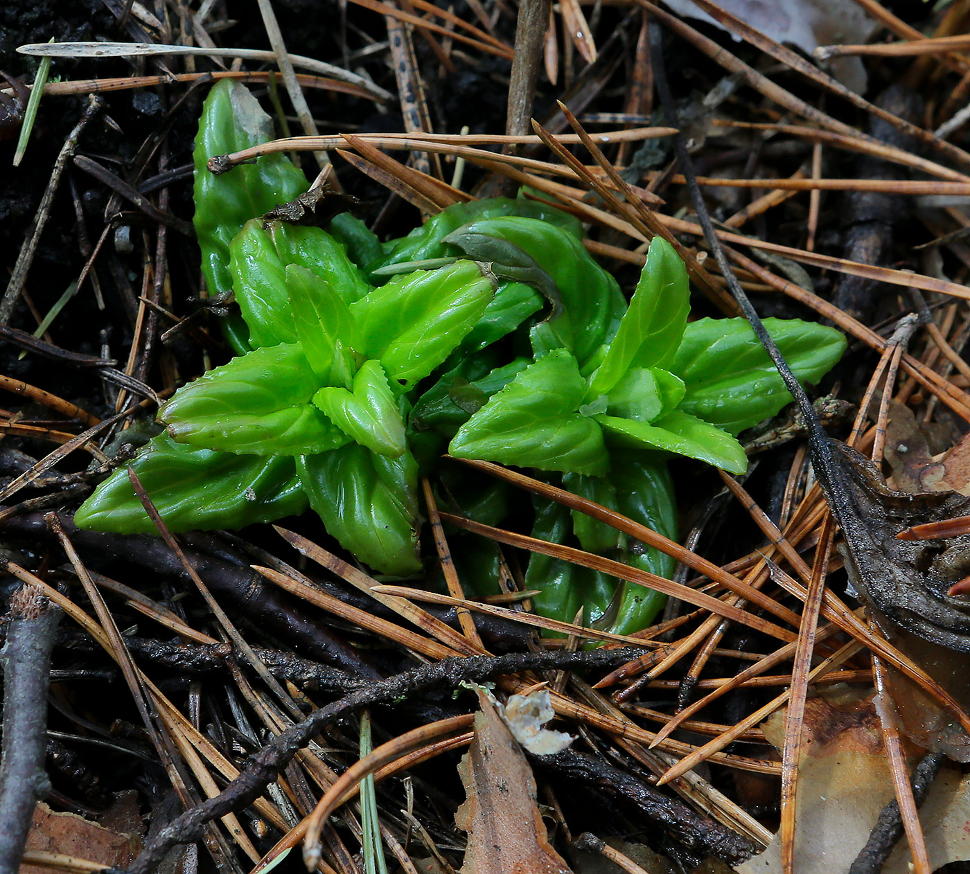 Изображение особи род Epilobium.