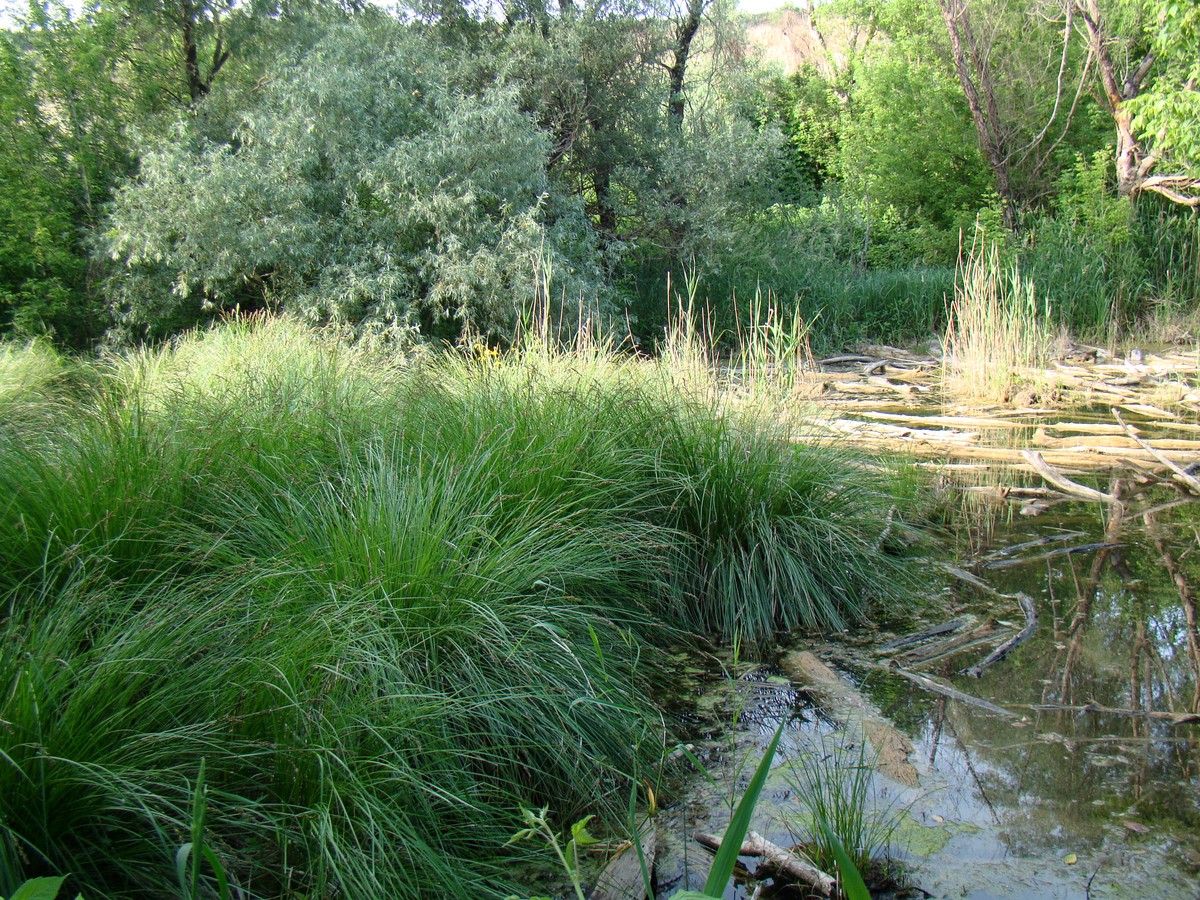 Изображение особи Carex szovitsii.