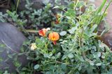 Colutea orientalis