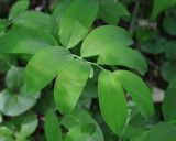 Polygonatum glaberrimum. Побег с цветками. Республика Адыгея, левый берег р. Белая чуть ниже устья руч. Большой Руфабго, лиственный лес. 28.04.2018.