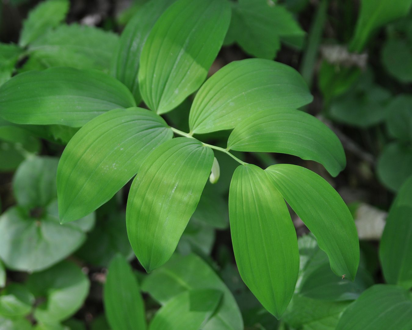 Изображение особи Polygonatum glaberrimum.