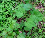 Vitis riparia