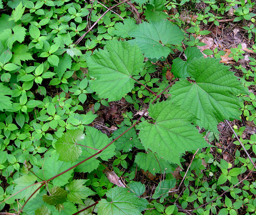 Image of Vitis riparia specimen.