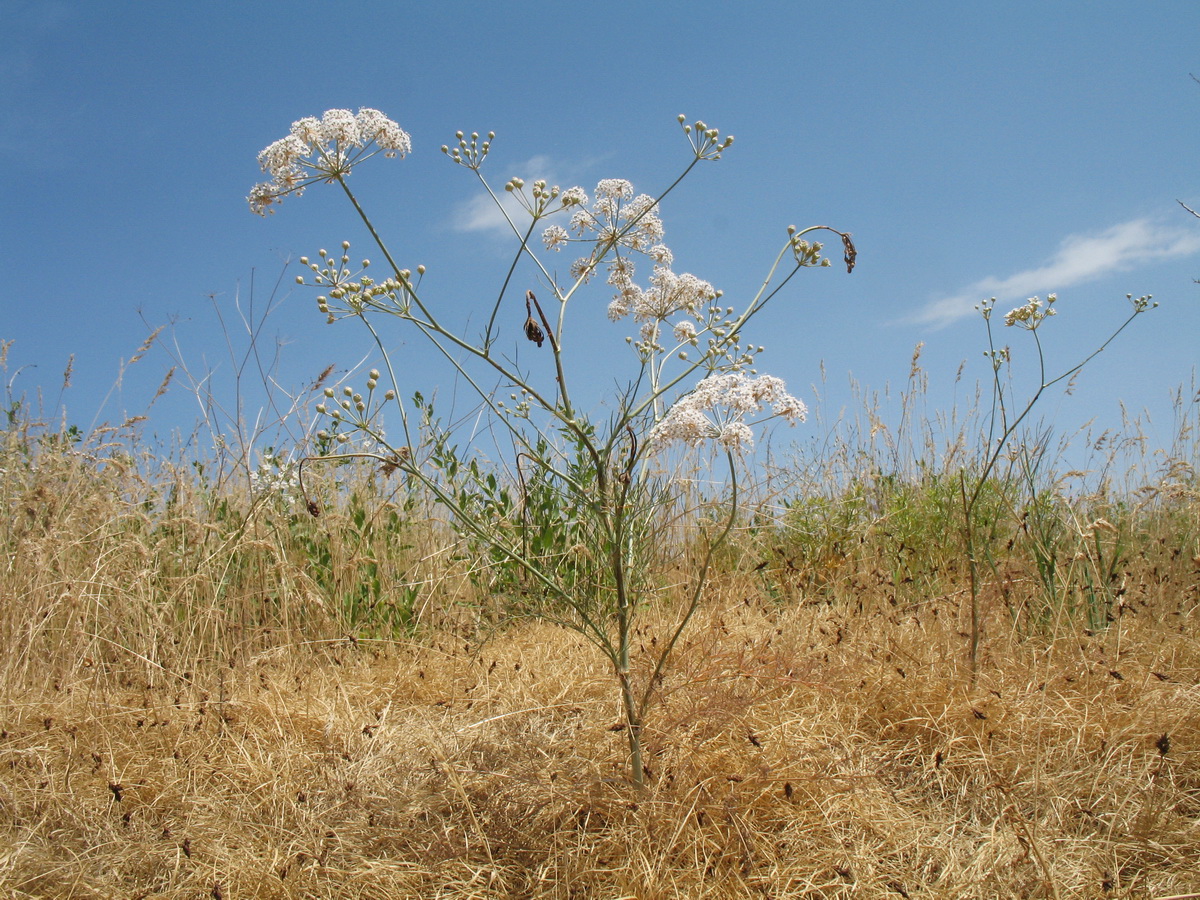 Image of Hyalolaena bupleuroides specimen.