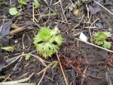 Saxifraga × arendsii
