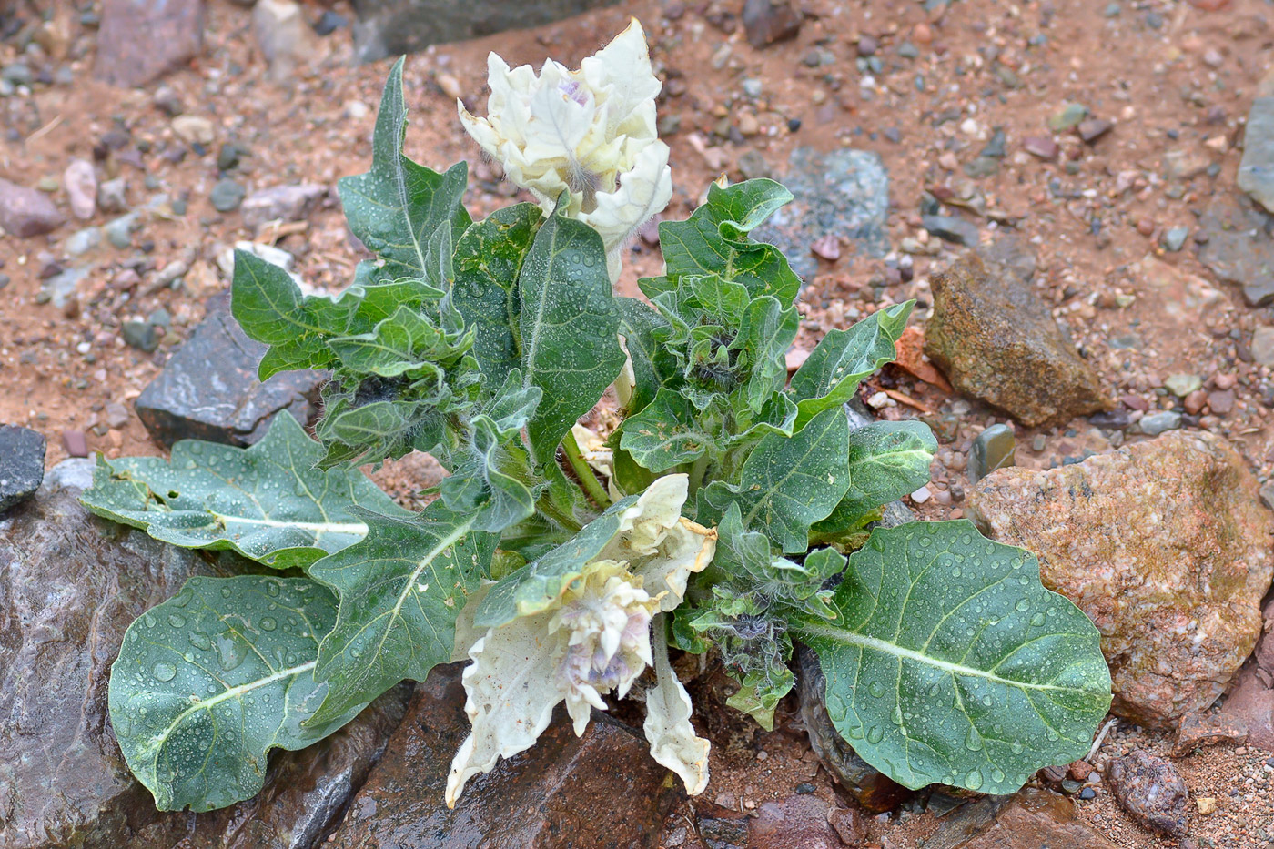 Изображение особи Hyoscyamus niger.