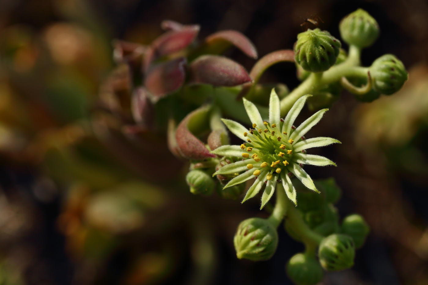 Изображение особи Sempervivum ruthenicum.