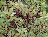 Padus virginiana