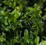 Vicia hirsuta