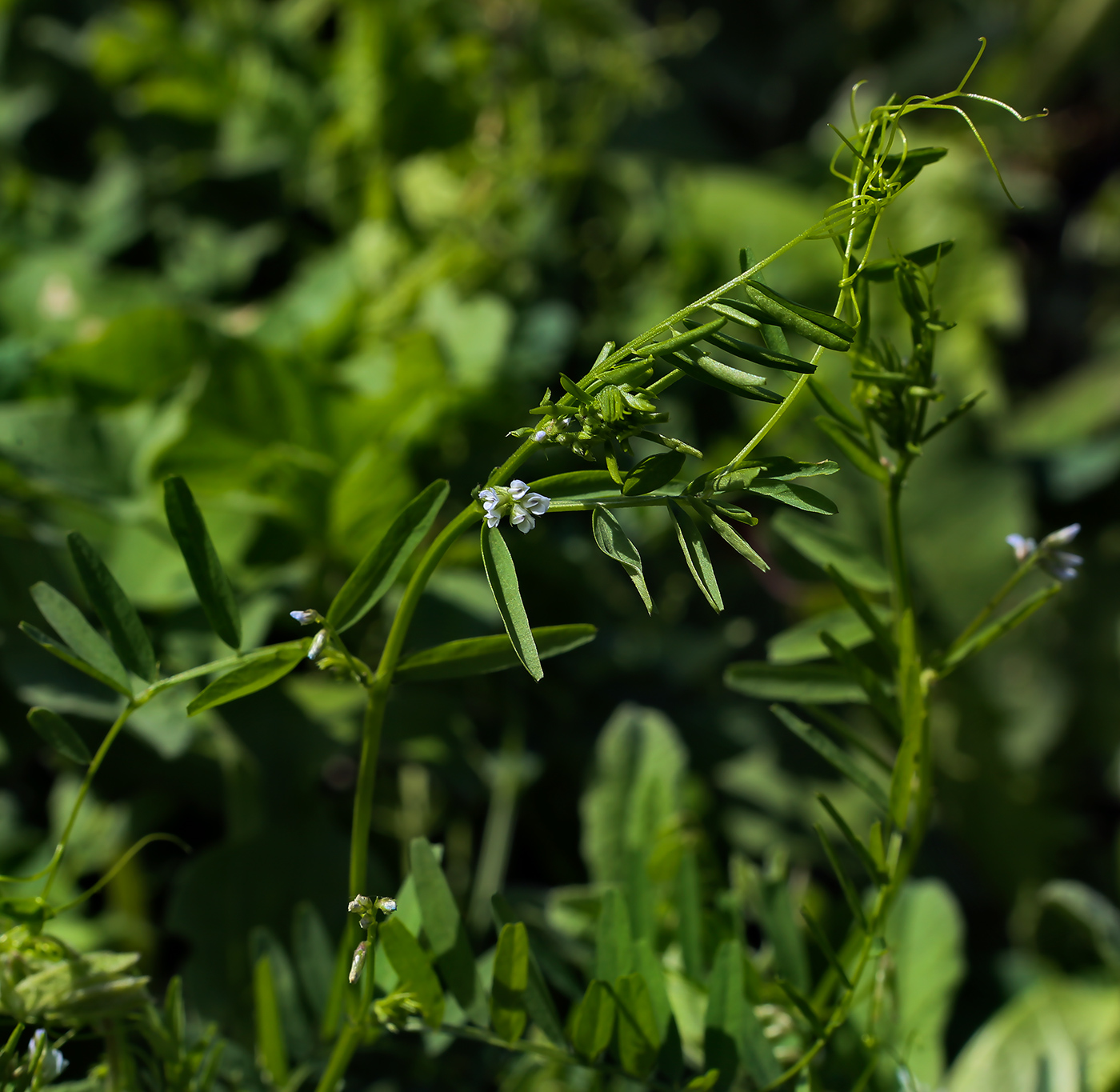 Image of Vicia hirsuta specimen.
