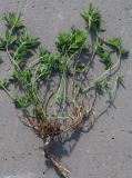 Trifolium tundricum