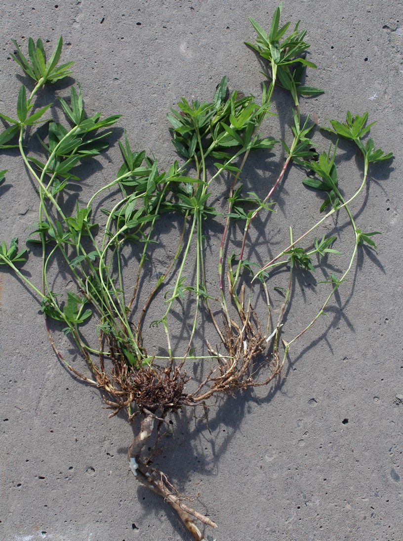 Image of Trifolium tundricum specimen.