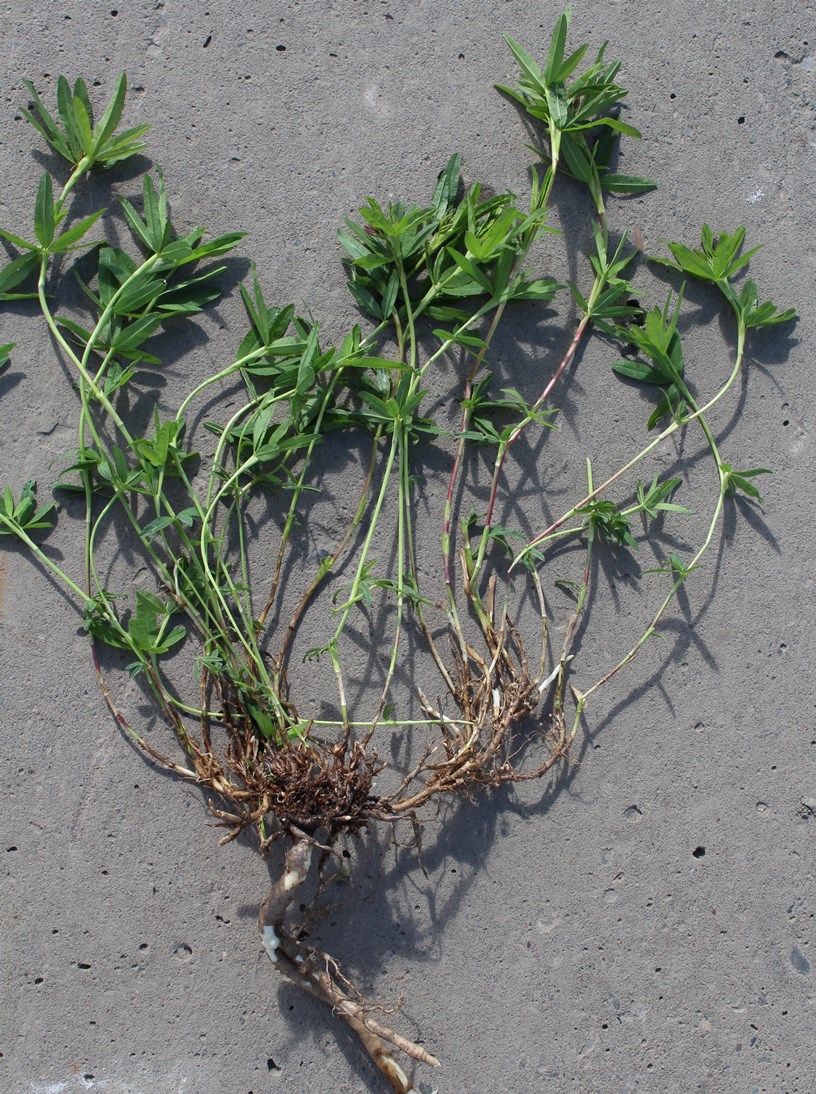 Изображение особи Trifolium lupinaster.