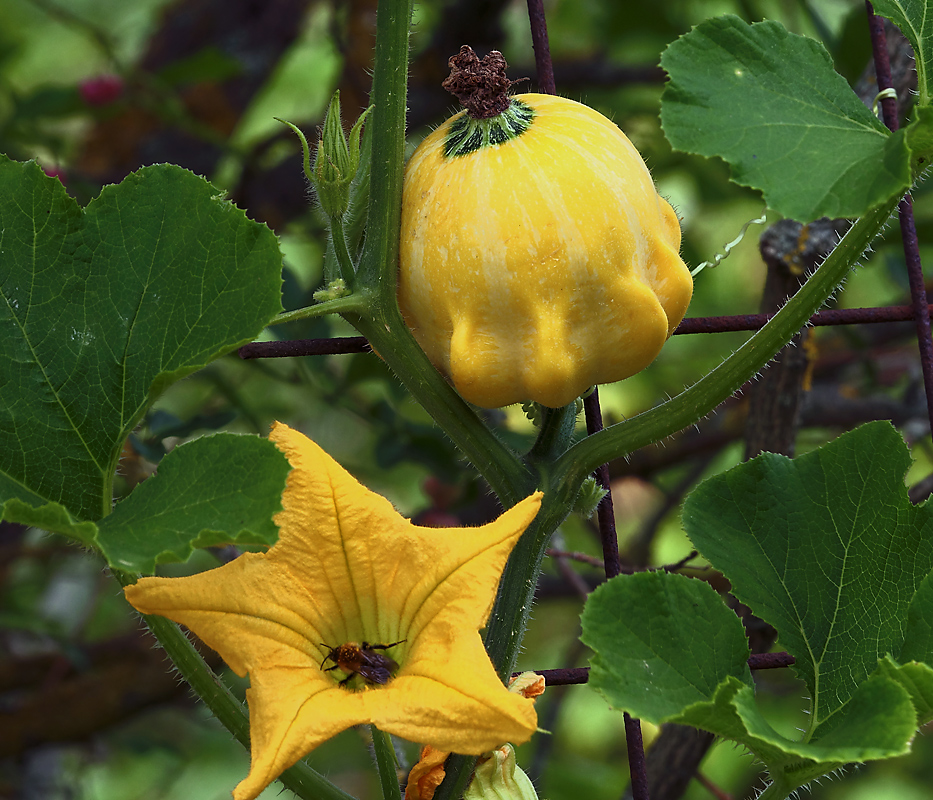 Изображение особи Cucurbita pepo.