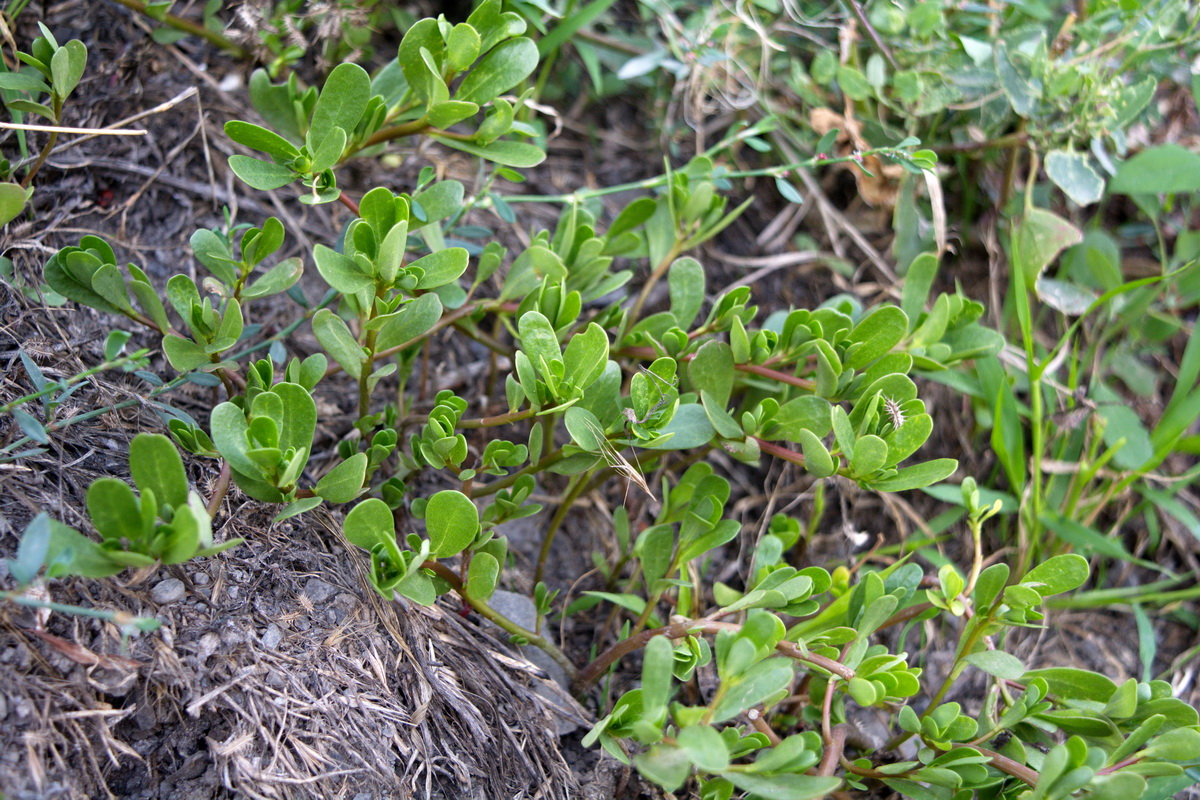 Image of Portulaca oleracea specimen.