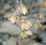 Helianthemum ovatum