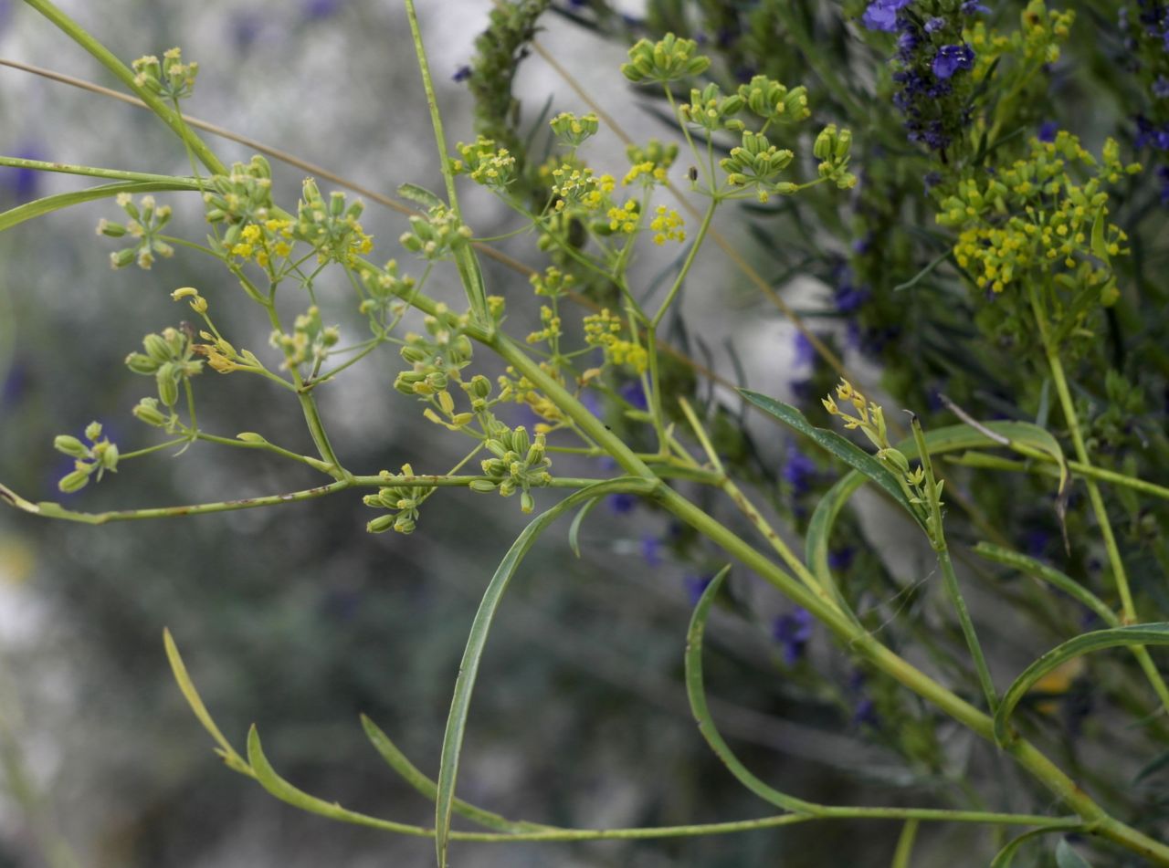 Изображение особи Bupleurum falcatum.