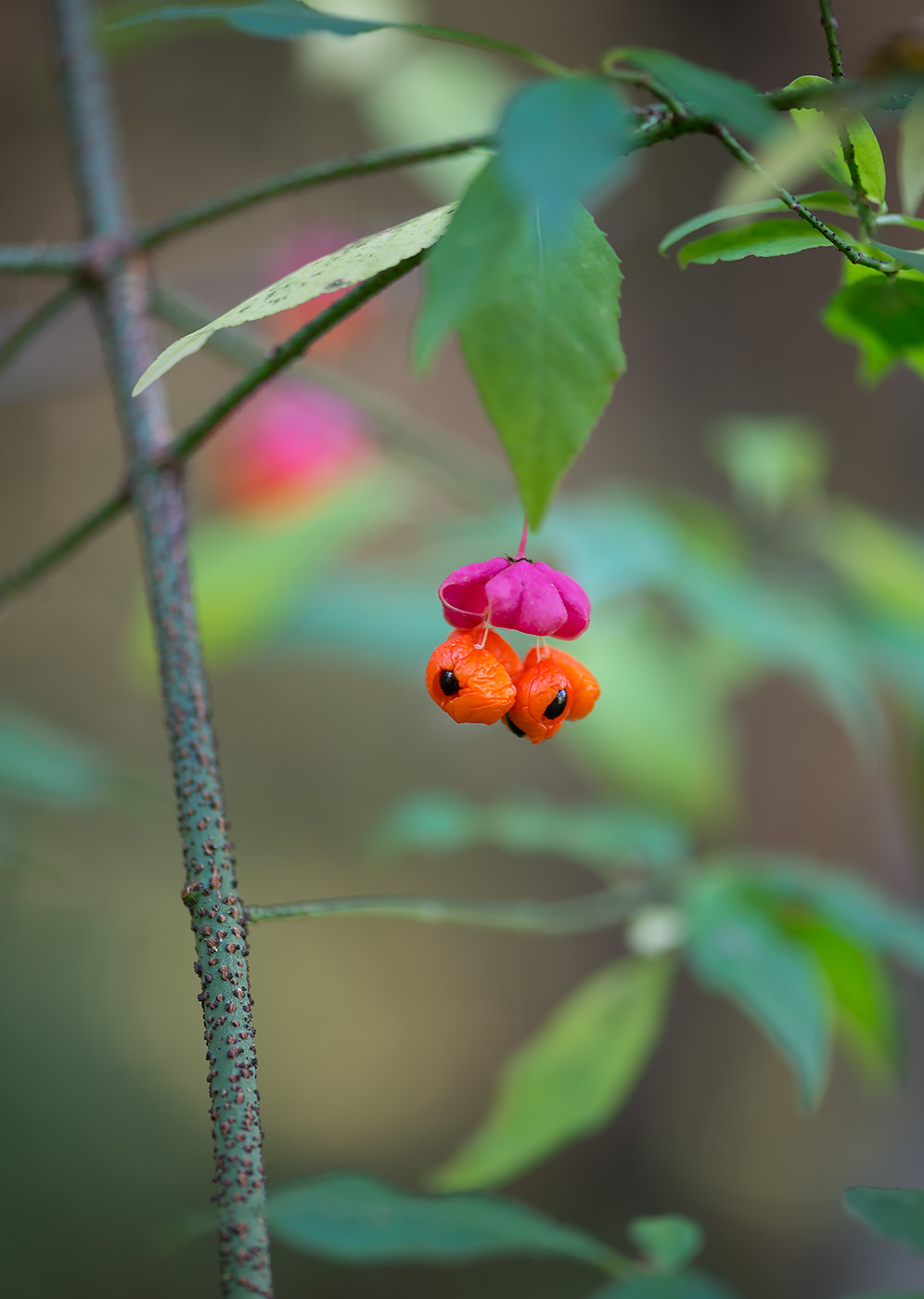 Изображение особи Euonymus verrucosus.