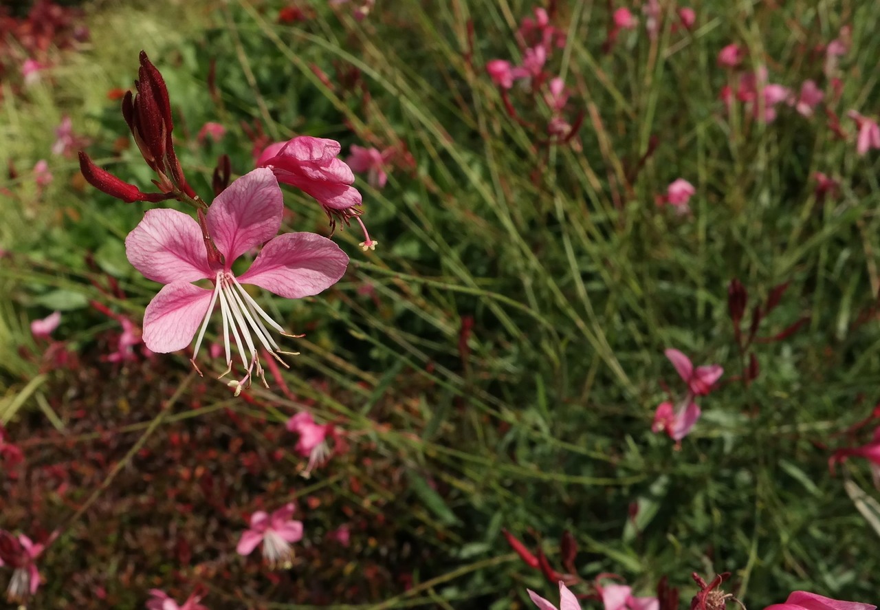 Image of Gaura lindheimeri specimen.