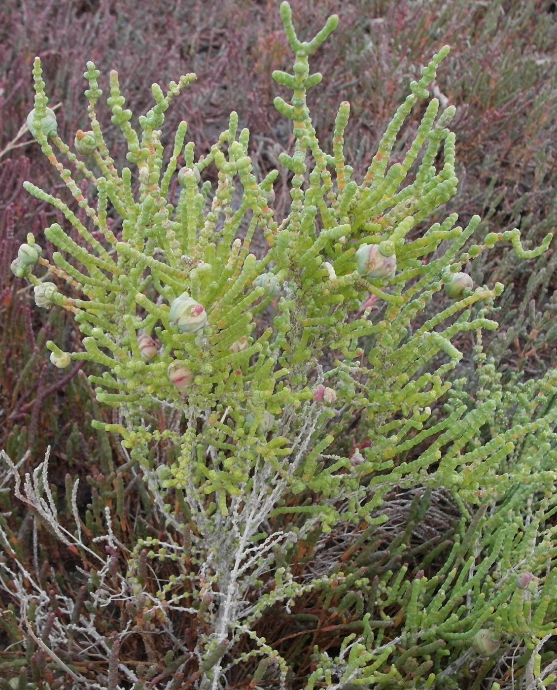 Image of Halocnemum strobilaceum specimen.