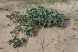 Eryngium maritimum