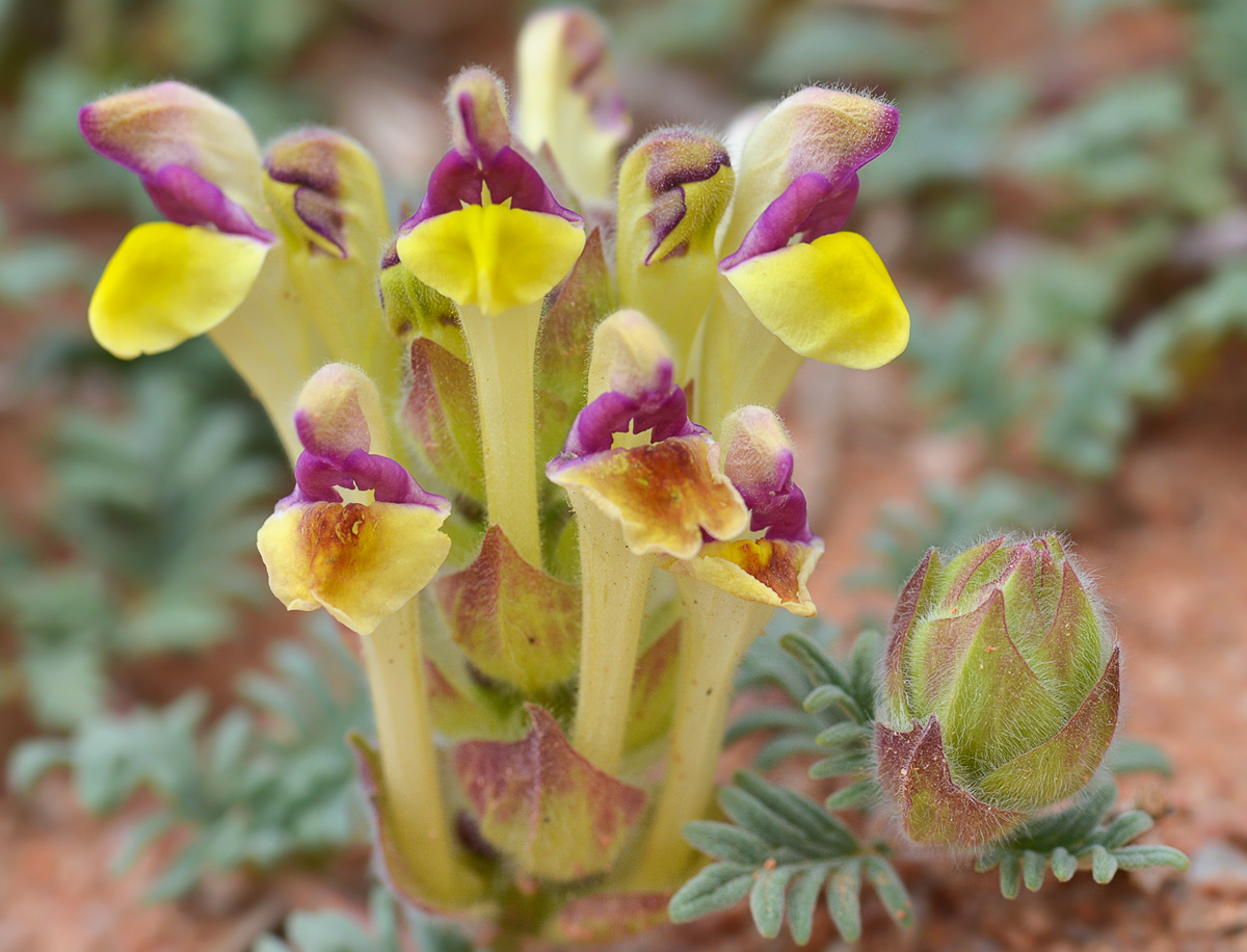 Image of Scutellaria przewalskii specimen.