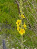 Verbascum phlomoides