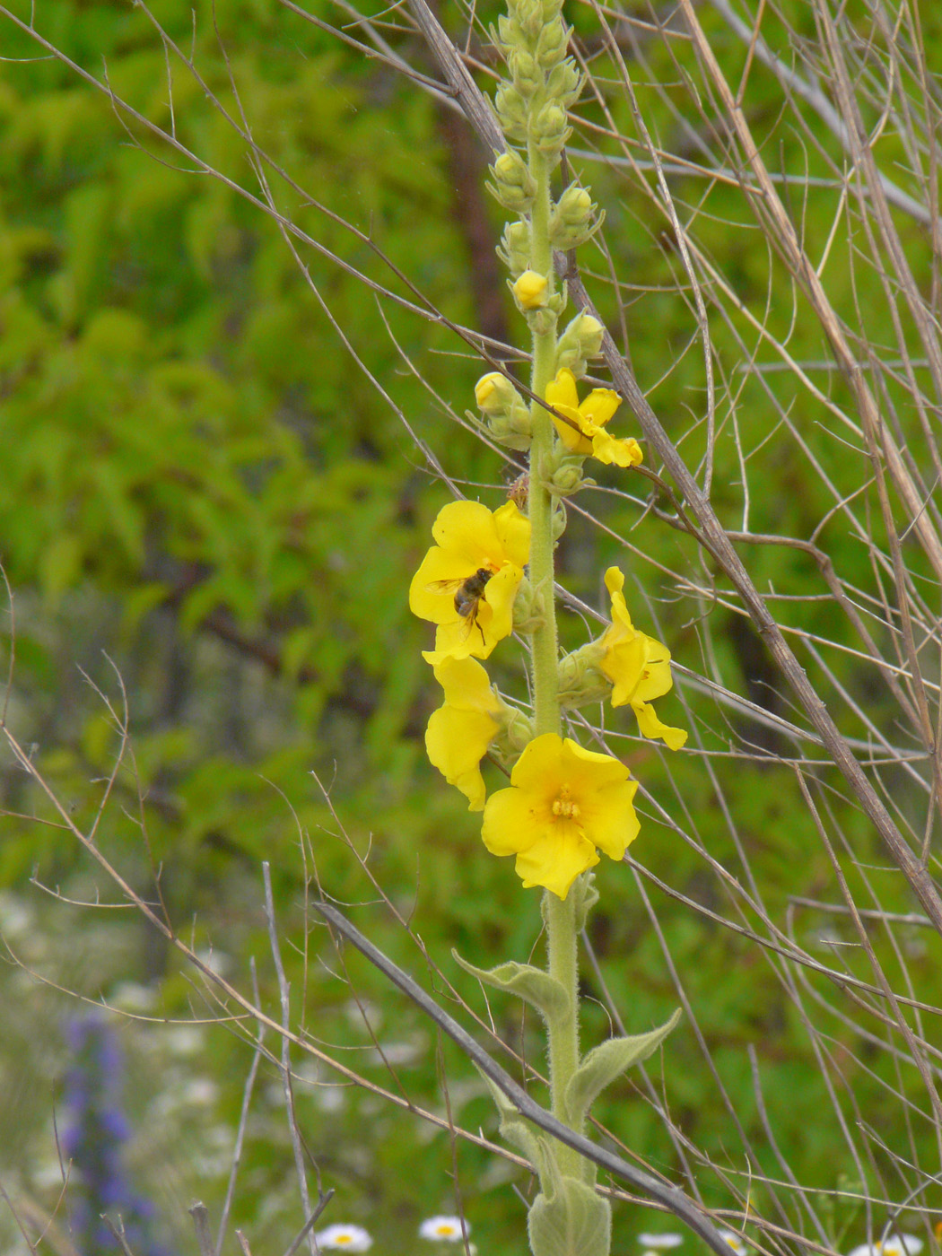 Изображение особи Verbascum phlomoides.