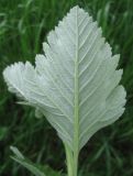 Sorbus intermedia. Лист (вид снизу). Крым, Симферополь, ботсад университета. 13 мая 2010 г.