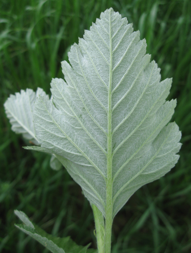 Изображение особи Sorbus intermedia.