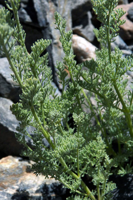 Image of Spathipappus griffithii specimen.