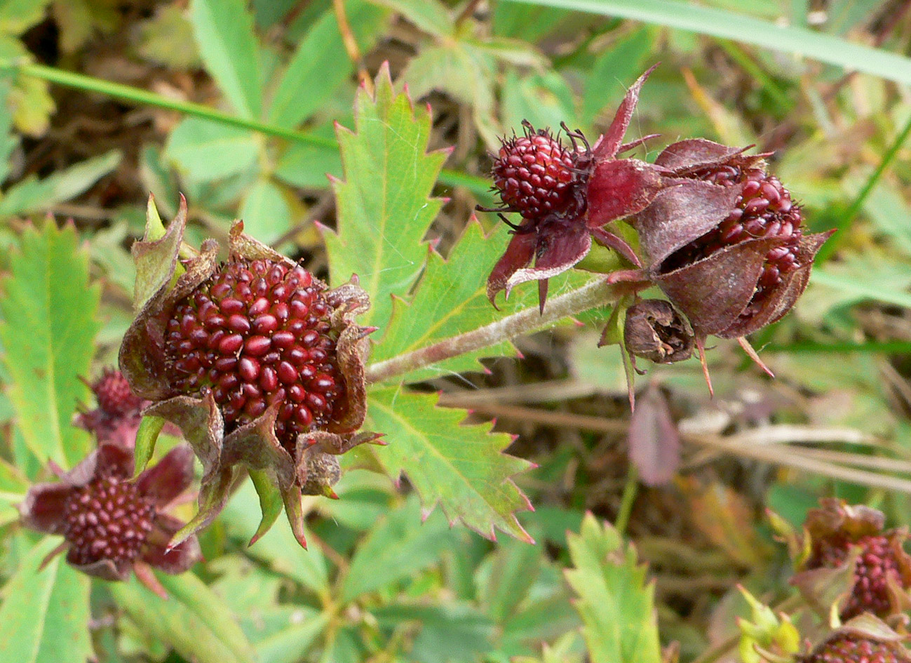 Image of Comarum palustre specimen.