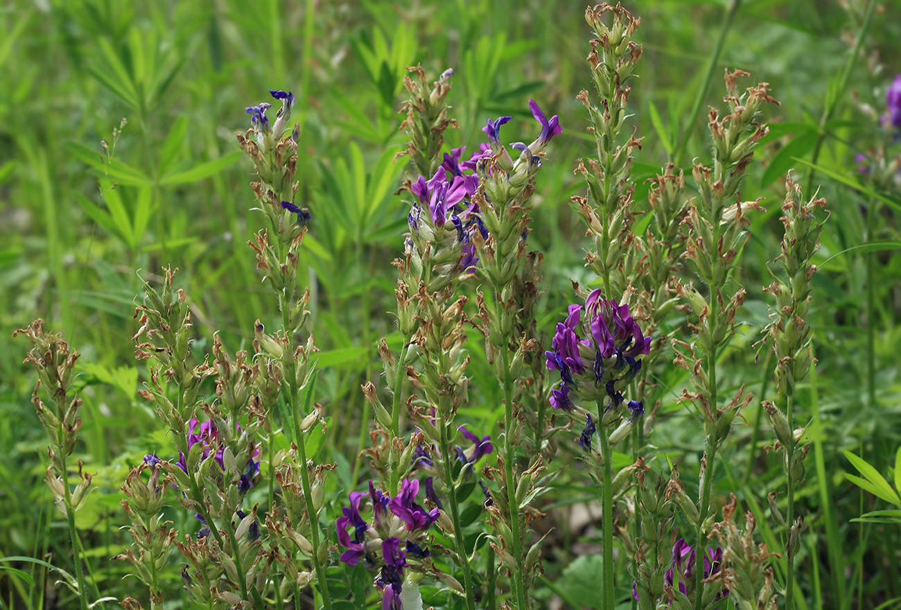 Изображение особи Oxytropis strobilacea.