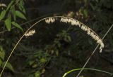 Melica altissima. Верхушка плодоносящего побега. Башкортостан, Кугарчинский р-н, окр. дер. Мурадымово, долина р. Большой Ик ниже природного парка \"Мурадымовское ущелье\", узкая полоска леса вдоль реки. 2 сентября 2018 г.