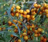 Hippophae rhamnoides