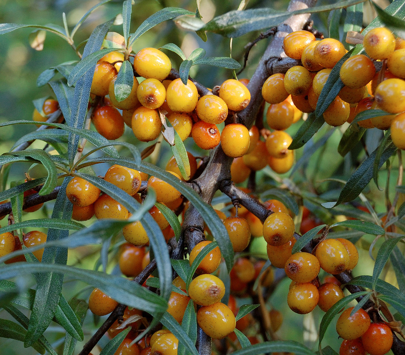 Изображение особи Hippophae rhamnoides.