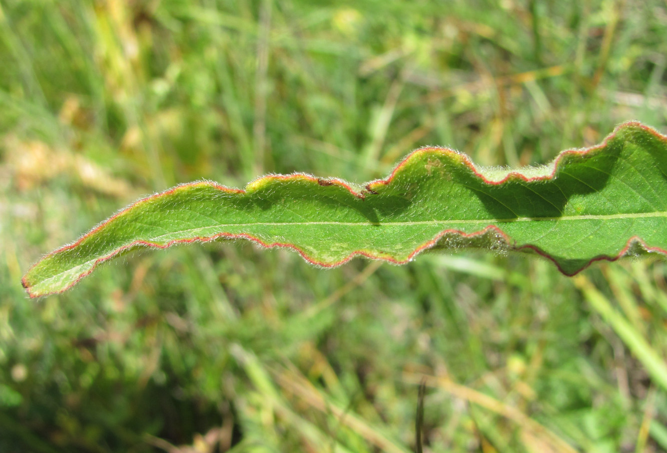 Image of Aconogonon panjutinii specimen.
