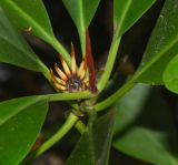 Bruguiera gymnorhiza. Отцветший цветок на верхушке побега. Танзания, автономия Занзибар, о-в Унгуджа, Central South Region, национальный парк \"Jozani Chwaka Bay\". 29.10.2018.