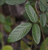 Desmodium adscendens. Лист. Танзания, автономия Занзибар, о-в Унгуджа, Central South Region, национальный парк \"Jozani Chwaka Bay\". 29.10.2018.