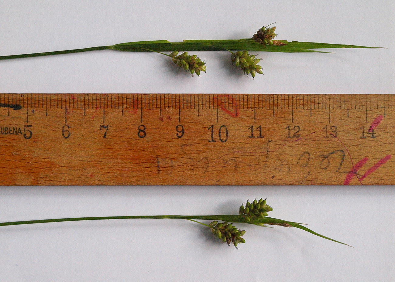 Image of Carex pallescens specimen.